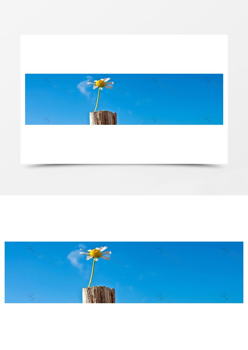 菊花banner創(chuàng)意設(shè)計(jì)背景圖片
