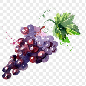 卡通手绘水彩水果葡萄