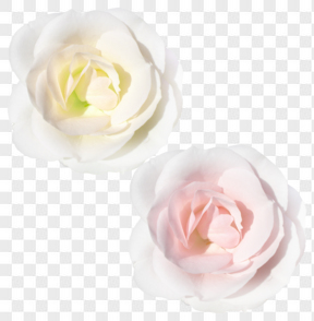 唯美花卉图片花朵粉色玫瑰花