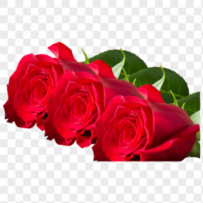 红色玫瑰花