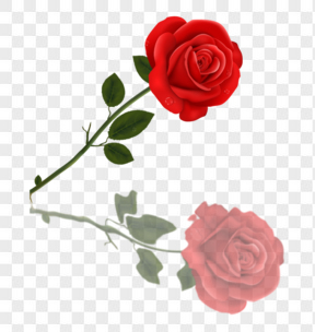  一支红色玫瑰花