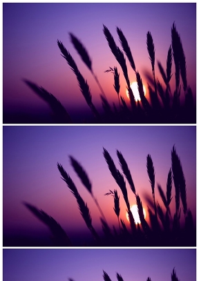 夕陽下的狗尾巴草PPT圖片