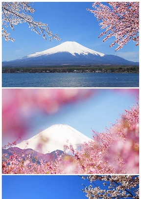 富士山櫻花幻燈片背景圖片