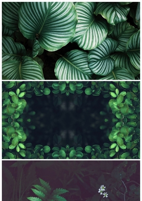 養眼綠色植物PPT背景圖片