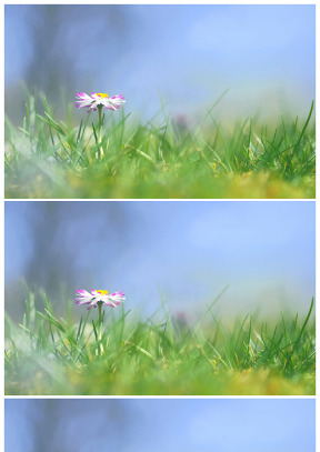 春草中的一朵小紅花幻燈片背景圖片