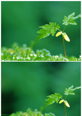 绿叶嫩芽背景图片