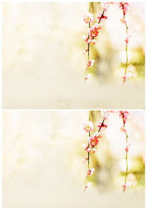 三月桃花淡雅黄背景图片
