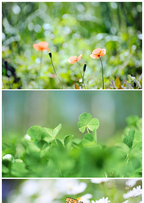 虛化背景藝術效果花兒 葉子 唯美植物背景圖片