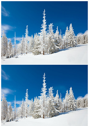 藍天下的雪松林圖片