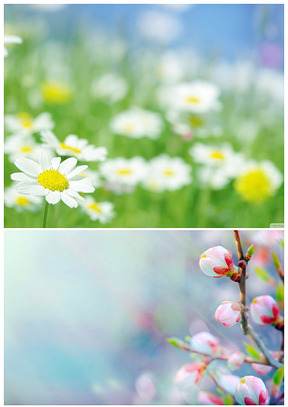 花朵花蕾含苞未放春到来ppt图片