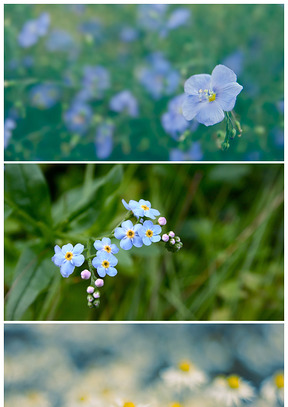 高清花儿花朵特写背景图片