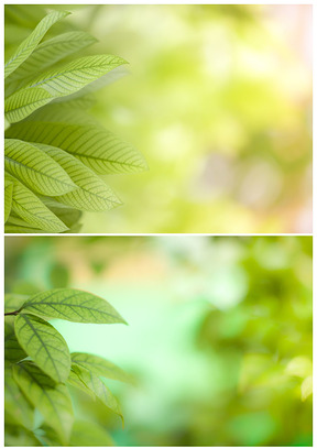 春天嫩叶活力绿背景图组