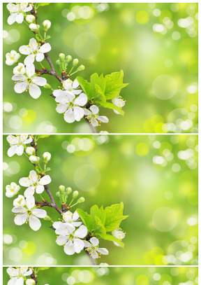 春暖花開綠色夢幻光斑ppt背景圖片
