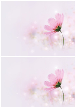 漂亮花兒粉色淡雅背景圖片