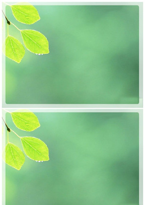春天嫩叶淡雅绿背景图片