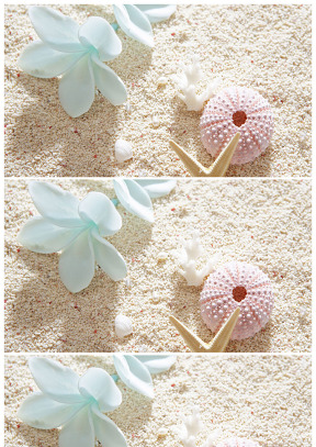 花朵 海星 海貝 珍珠 高清沙子背景圖片
