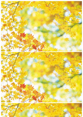 淡淡黃清爽楓葉背景圖片