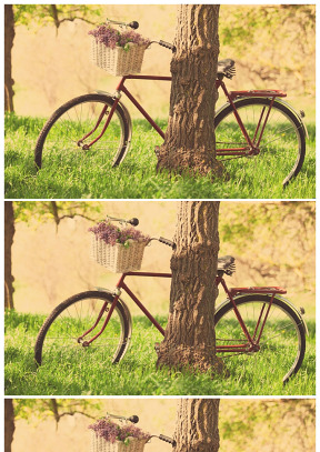 大樹下的單車幻燈片背景圖片