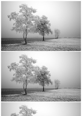 雪地的樹——雪景ppt背景圖片