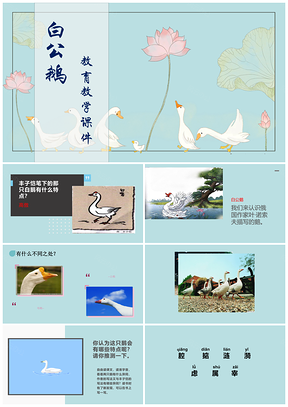 藍(lán)色小學(xué)語(yǔ)文課文《白公鵝》教育教學(xué)課件PPT模板