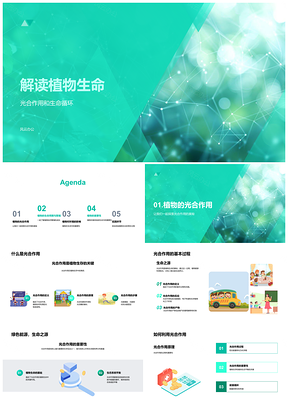 2025植物生命光合能量循环与繁殖生态PPT模板