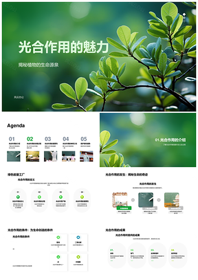绿色植物光合作用维系碳循环产氧供食PPT模板