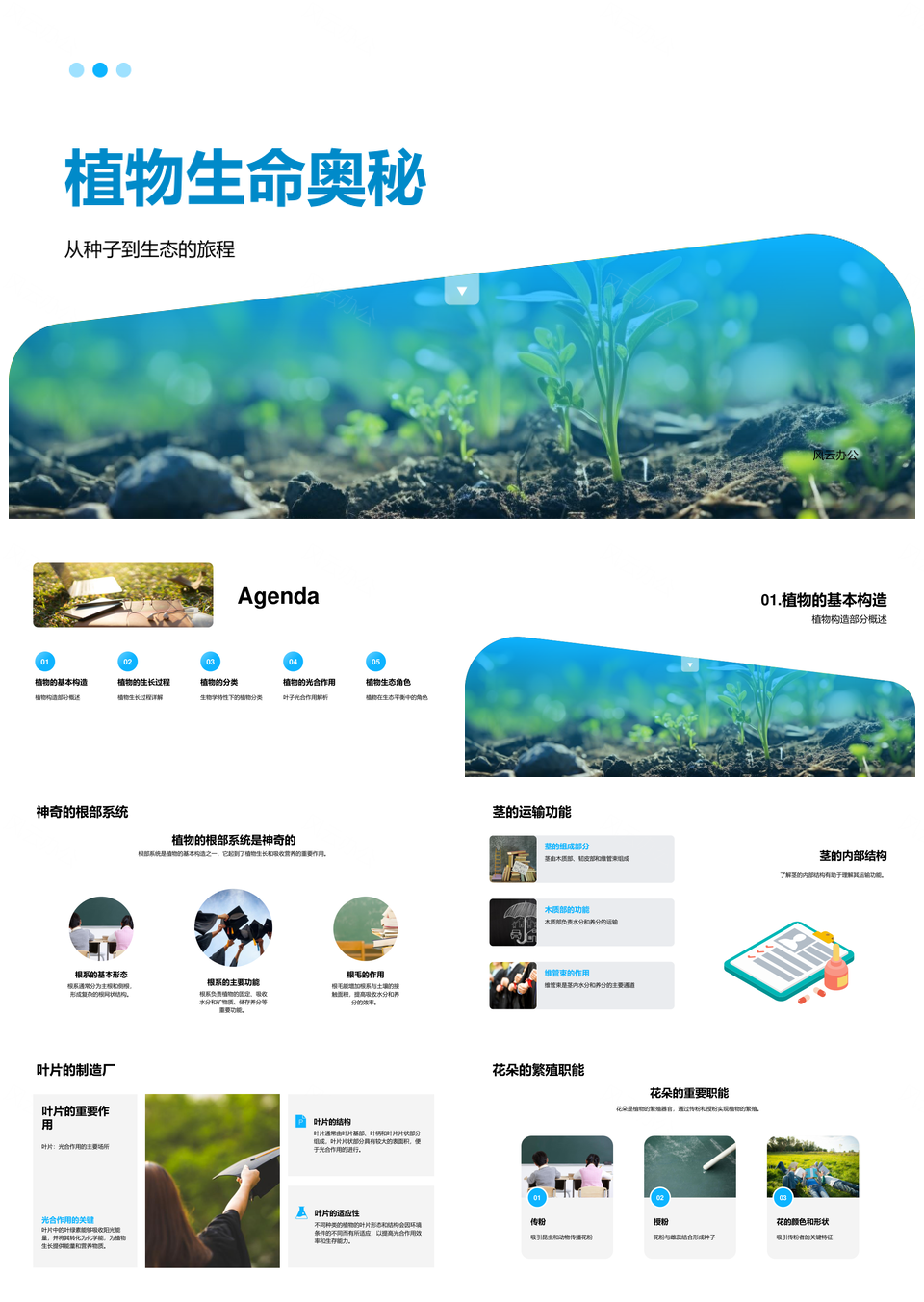 植物根茎叶花种子构造生态奥秘PPT模板