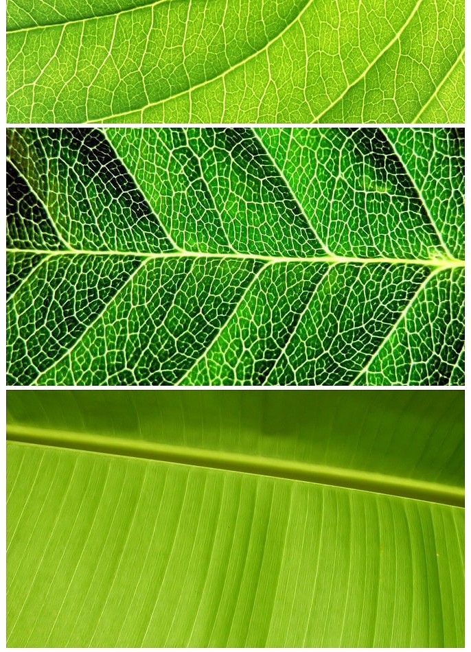 叶柄叶脉,叶片,叶片叶脉叶柄_大山谷图库