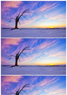 雪地的枯树彩霞背景ppt图片